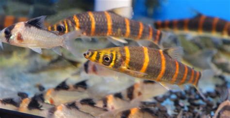 Banded Leporinus: Must.